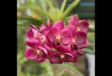 蝴蝶兰的花蔫了怎么办