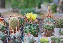 哪些植物适合冬天作为室内盆栽养