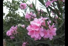 阳台如何养夹竹桃，需要注意什么