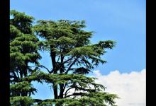 四季常青又耐寒的绿植你知道哪些