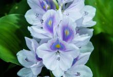 雨久花与水葫芦的区别是什么