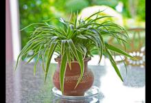 吊兰花语及寓意是什么