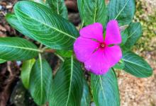 凤仙花叶子蔫了怎么办