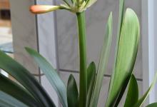 君子兰需要什么肥料，你需要知道的