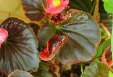 观叶秋海棠的养殖方法和注意事项