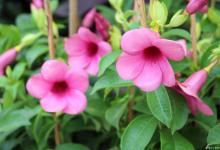 凤仙花花语，花期多长