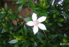 栀子花为什么掉花苞