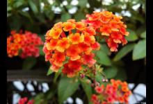 马樱丹有毒吗，可以养在家里吗