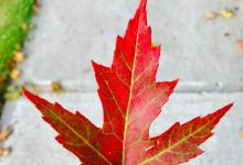 枫叶有什么颜色？