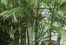 凤尾竹烂根怎么办？4招搞定！