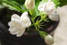 茉莉花可以用淘米水浇吗，浇花生虫怎么办