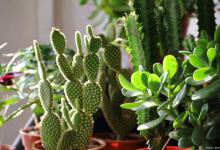 仙人掌为什么不怕干旱