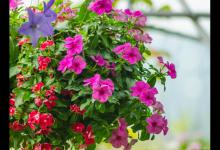 飘香藤适合在室内养吗