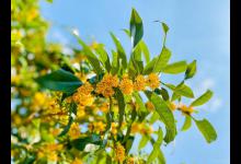 如何修剪桂花的枝叶？教你几招轻松学会！