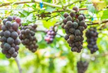 葡萄怎么种植比较好，注意事项是什么