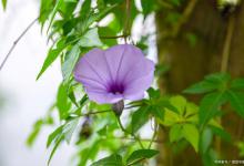 打碗花和牵牛花的区别是什么