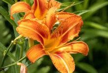 忘忧草是黄花菜吗