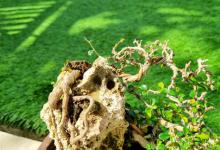 雀梅的花语和寓意是什么