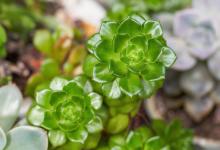 缺水枯萎的植物浇水还能活吗