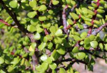 玉树叶子发黄了怎么回事，有什么解决方法