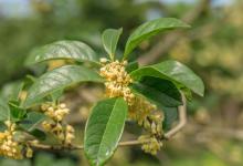 南方桂花什么时候开花，南方桂花与北方桂花的区别