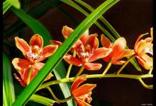 兰花的根是什么样子