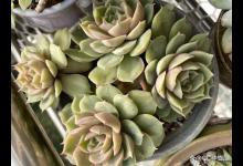 昂斯洛多肉的养殖方法和注意事项