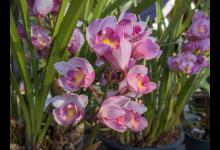 兰花养殖方法，这样养不会枯萎掉！