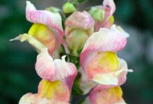 阳台如何养金鱼草，需要注意什么