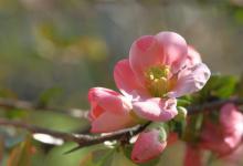 海棠花好养吗？怎么养