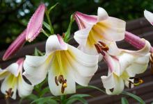 百合花叶子黄了怎么办