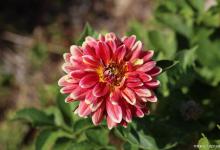 小丽花、石榴花几月开花？花期多少时间