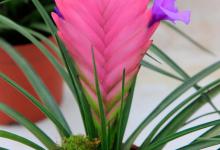 《树猴铁兰的养殖方法》教你打造绿色家园！