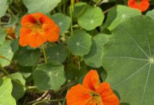 旱金莲什么时候开花，怎么养护比较好