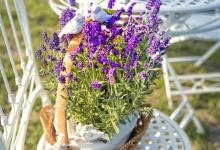 薰衣草烂根怎么办