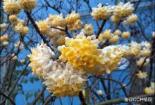 结香的花语，有什么传说故事