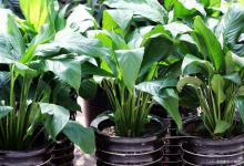 银皇后叶尖枯萎发黑怎么办