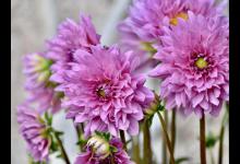 大丽花干叶子是怎么回事