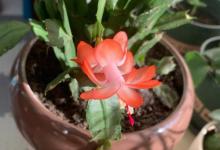 蟹爪兰烂根怎么办？怎么解决？