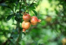 石榴种植需要注意哪几点，你都了解吗