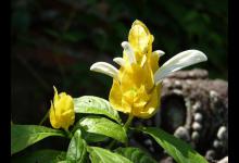 金苞花与虾衣花的区别是什么