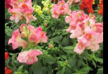 金鱼草多久浇一次水