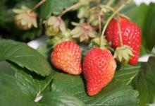 四季草莓的种植方法和技术