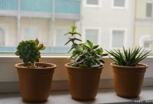 盆栽植物冬天缺水会怎么样