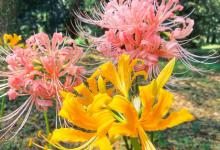 石蒜花几月份开花？花期能开几天