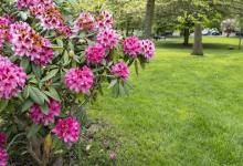 杜鹃浇水需要浇透吗，浇水加醋的比例