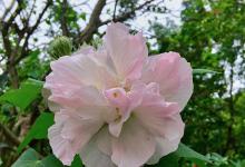 芙蓉花开花季节是什么时候？8-10月份