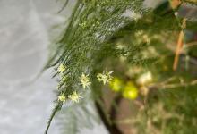 文竹的寓意，文竹开花后有多美