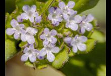 蕾丝金露花、绿毛球的花语是什么，怎么养护