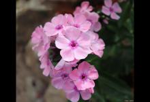 五瓣梅有毒吗？可以室内种植吗